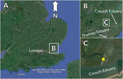 Impeded Macrofaunal Colonization and Recovery Following Marine Deposition of Inert and Organically Modified Mine-Tailings